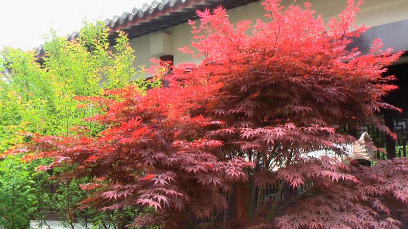 雁荡名山 能仁禅寺 胜景欣赏(图63)