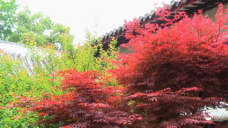 雁荡名山 能仁禅寺 胜景欣赏(图64)