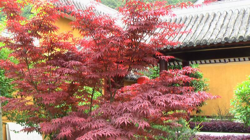 雁荡名山 能仁禅寺 胜景欣赏(图70)