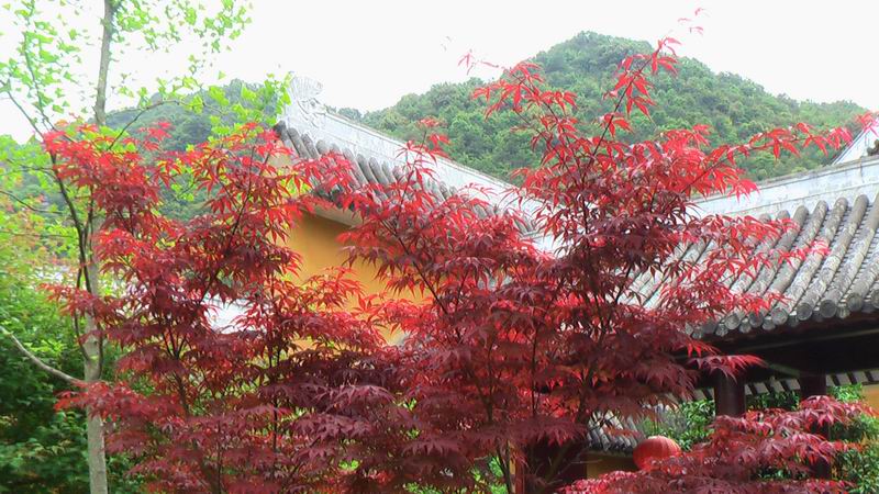 雁荡名山 能仁禅寺 胜景欣赏(图69)