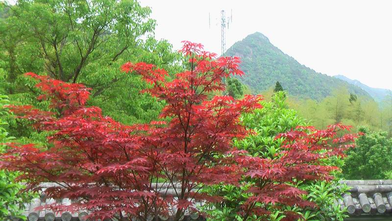 雁荡名山 能仁禅寺 胜景欣赏(图75)