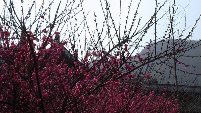 雁荡名山 能仁禅寺 胜景欣赏(图50)