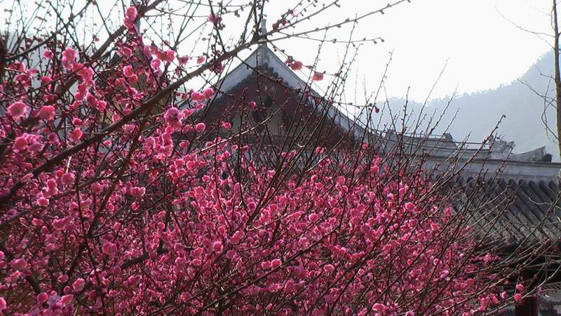 雁荡名山 能仁禅寺 胜景欣赏(图51)