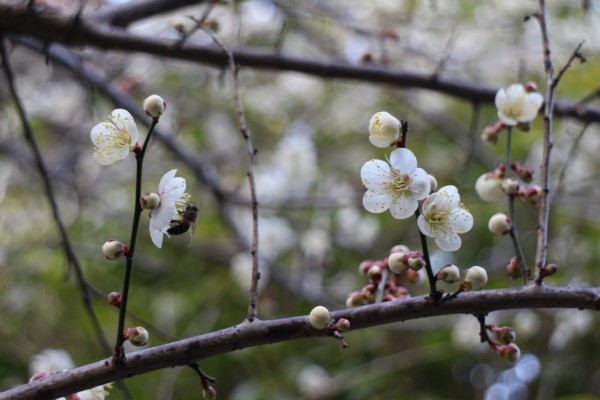 “梅花香自苦寒来”--记能仁寺怒放的白梅(图1)