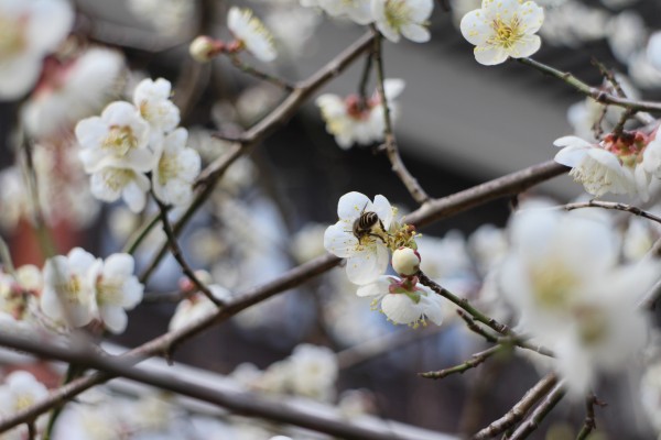 “梅花香自苦寒来”--记能仁寺怒放的白梅(图2)