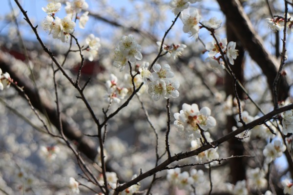 “梅花香自苦寒来”--记能仁寺怒放的白梅(图3)