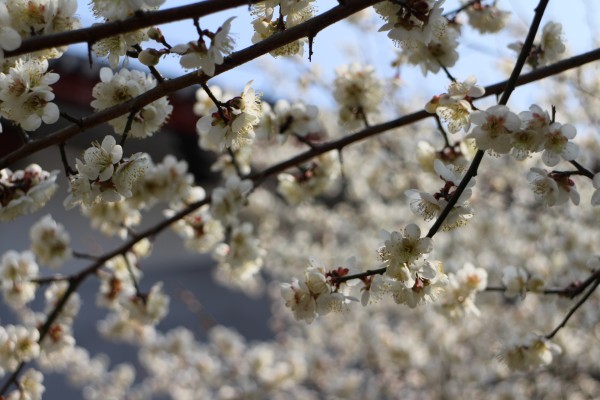 “梅花香自苦寒来”--记能仁寺怒放的白梅(图4)