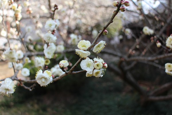 “梅花香自苦寒来”--记能仁寺怒放的白梅(图11)