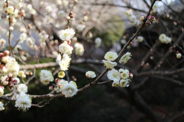 “梅花香自苦寒来”--记能仁寺怒放的白梅(图15)