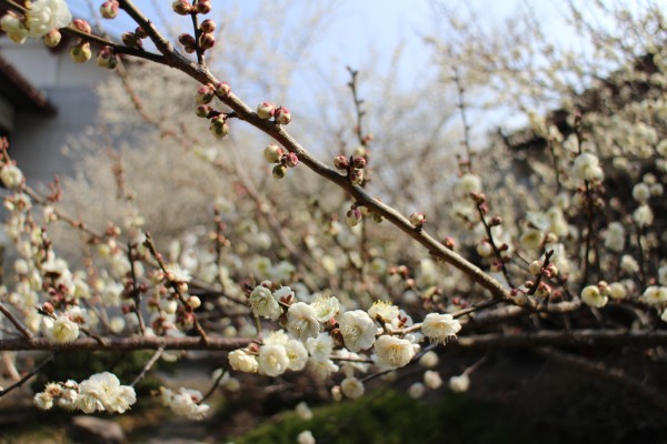 “梅花香自苦寒来”--记能仁寺怒放的白梅(图17)