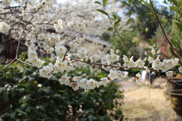 “梅花香自苦寒来”--记能仁寺怒放的白梅(图26)