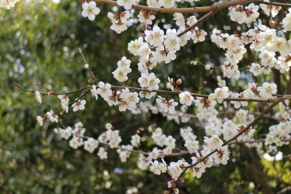 “梅花香自苦寒来”--记能仁寺怒放的白梅(图29)