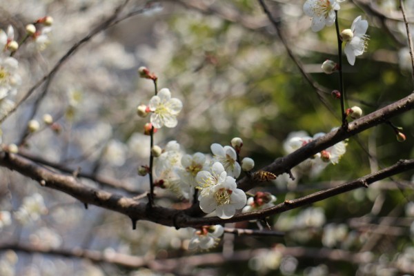 “梅花香自苦寒来”--记能仁寺怒放的白梅(图34)