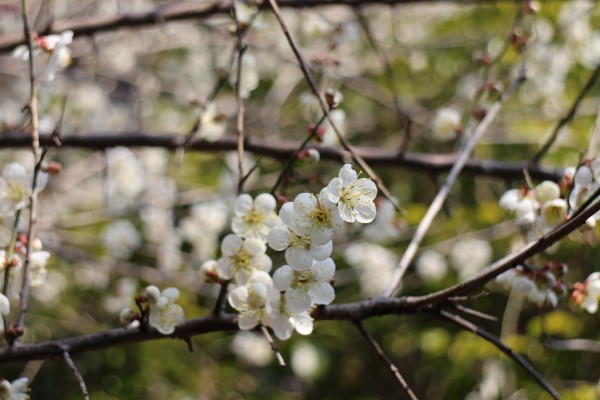 “梅花香自苦寒来”--记能仁寺怒放的白梅(图35)