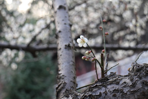 “梅花香自苦寒来”--记能仁寺怒放的白梅(图36)