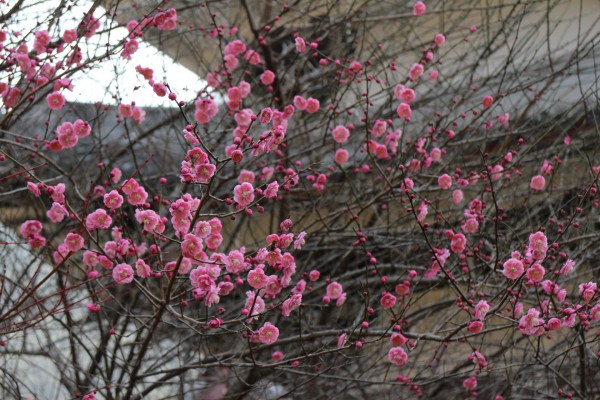 “战寒风而不怯，披寒雪而愈丽”--记能仁寺的红梅(图2)