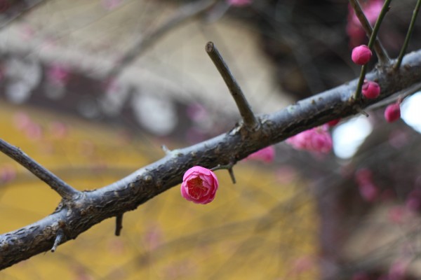 “战寒风而不怯，披寒雪而愈丽”--记能仁寺的红梅(图5)