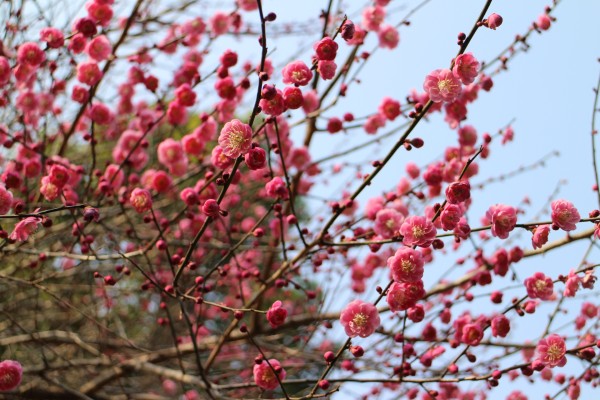 “战寒风而不怯，披寒雪而愈丽”--记能仁寺的红梅(图21)