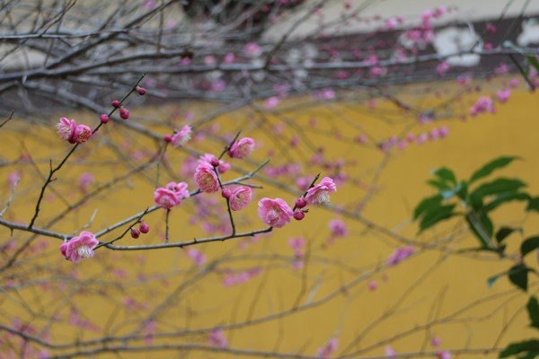 “战寒风而不怯，披寒雪而愈丽”--记能仁寺的红梅(图26)